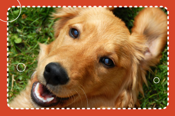 síntomas caída de dientes en los perros
